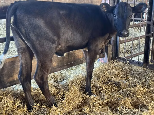Cow, Cattle
