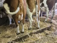 गाय, मोंबेलियार्ड — फ़ोटो 1