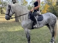 घोड़ा, Andalusian horse — फ़ोटो 1