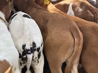 牛只（批次，未指定性别）, Simmental cattle — 照片 2