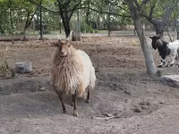 Sheep, Racka sheep — photo 4