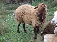 كبش, الأغنام — الصورة 2