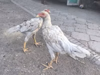 Shamo chickens — photo 1