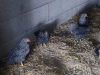 Chickens — Foto 4