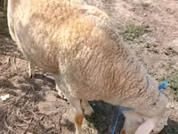 मेढ़ा, भेड़ — फ़ोटो 2
