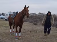 घोड़ा, Karabakh horse — फ़ोटो 2