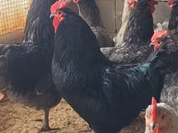 阿德勒银 — 照片 5