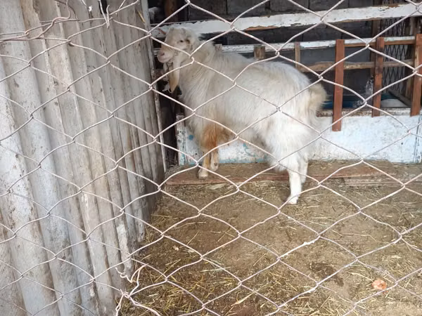 公山羊, Russian White goat