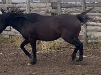 Hengst, Kushum Horse — Foto 1