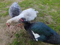 Guinea fowl — Foto 4