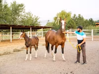 母马, Akhal-Teke — 照片 1