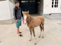 Mare, Horses — photo 4