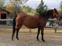 Yegua, Caballos — foto 4