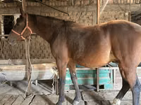 حصان, Manipuri pony — الصورة 5