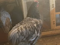 Chickens — الصورة 5