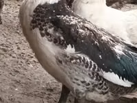Domestic Muscovy — photo 6