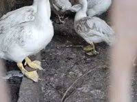 Ducks — الصورة 2
