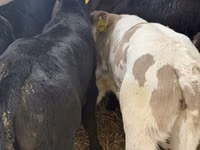 Cattle (batch, sex not specified), Simmental cattle — photo 7