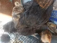 Chickens — Foto 2