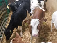 牛只（批次，未指定性别）, Simmental cattle — 照片 5