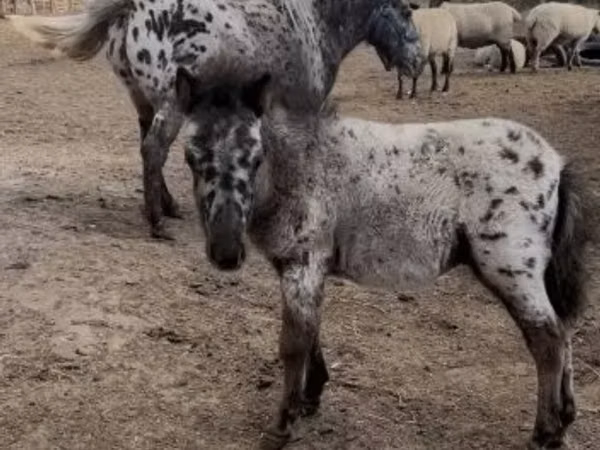 Horse (M), Horses