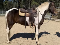 घोड़ा, American paint horse — फ़ोटो 3
