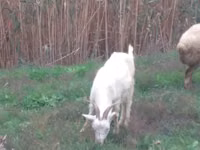 Ziege, Saanen goat — Foto 3