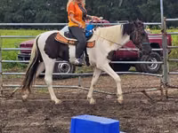 حصان, American paint horse — الصورة 3