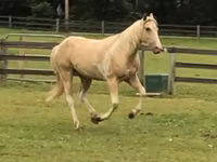 Horse (M), Racking Horse — photo 3