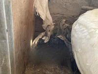 Turkeys — फ़ोटो 3