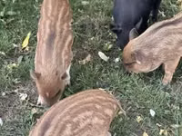 猪（批次，未指定性别） — 照片 1