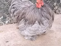 Pekin-Zwerg — Foto 3