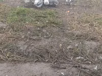 Geese — Foto 2