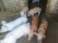 母猪, Pigs — 照片 2