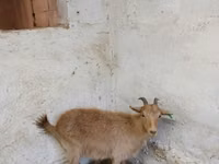 Goat, Saanen goat — photo 3