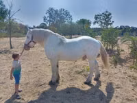 Hengst, Percheron — Foto 6