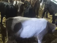 公牛, Limousin cow — 照片 7