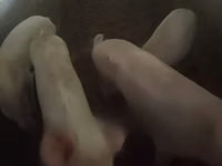 Pigs (batch, sex not specified), Pigs — photo 4