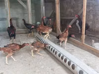 Chickens — 照片 1