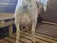 Ziege, LaMancha goats — Foto 3