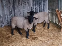 绵羊（批次，未指定性别）, White Suffolk sheep — 照片 3
