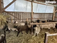 मेढ़ा, Merino sheep — फ़ोटो 7