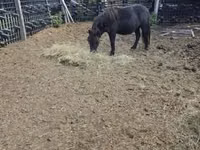 Caballo, Caballos — foto 1