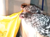 Chickens — الصورة 5