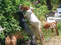 बकरियाँ (लॉट, लिंग निर्दिष्ट नहीं), बकरियाँ — फ़ोटो 2