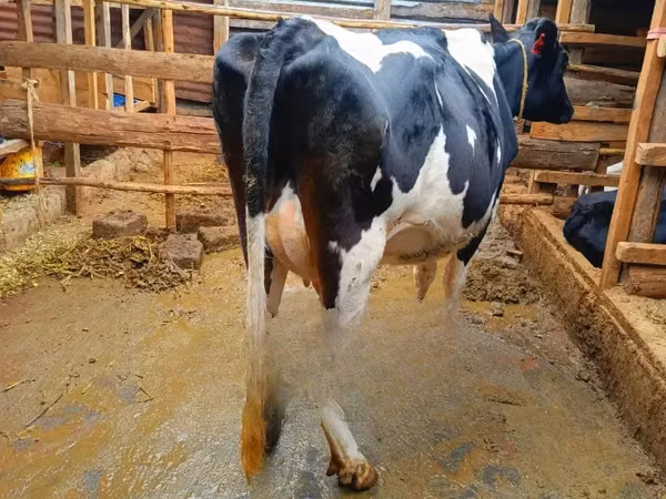 गाय, गोलस्टीन नस्ल