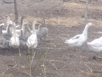 Geese — Foto 6