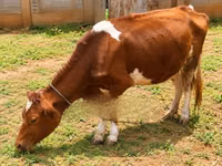 गाय, ऐरशायर — फ़ोटो 7