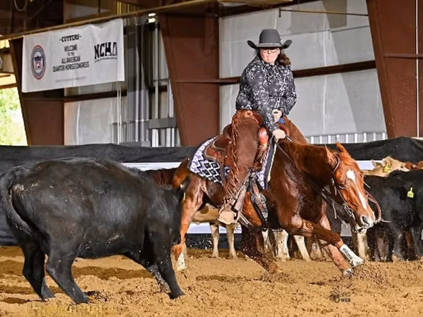 حصان, Quarter Horse