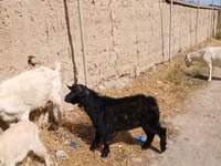 Billy Goat, Goats — photo 3